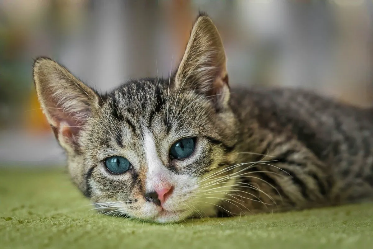 Katze